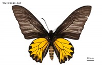 藏品(黃裳鳳蝶)的圖片